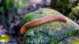Sejumlah arti mimpi hewan kaki seribu menurut Primbon Jawa. Ternyata memiliki variasi makna. (Ist/TELITI.ID) 